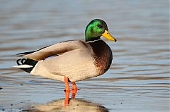 Mallard